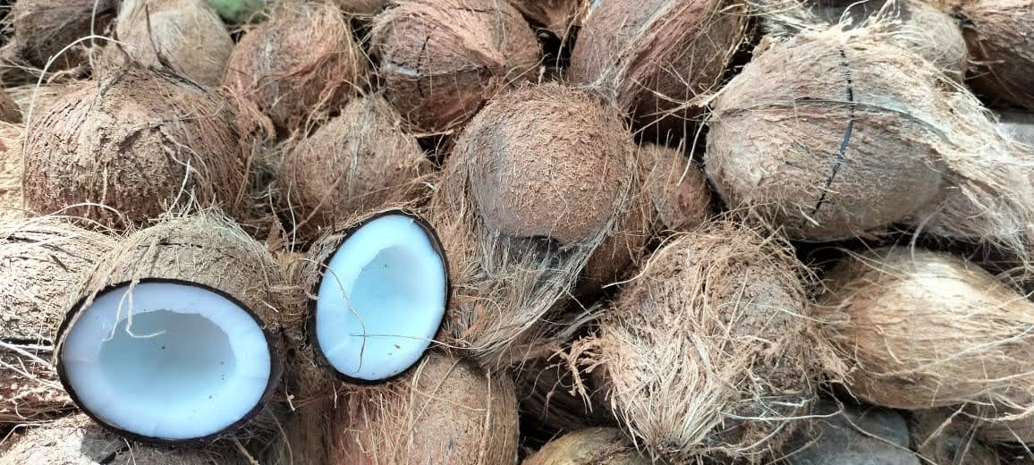 Semi-Husked Coconuts