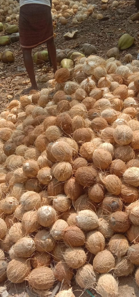 Export Quality Coconuts